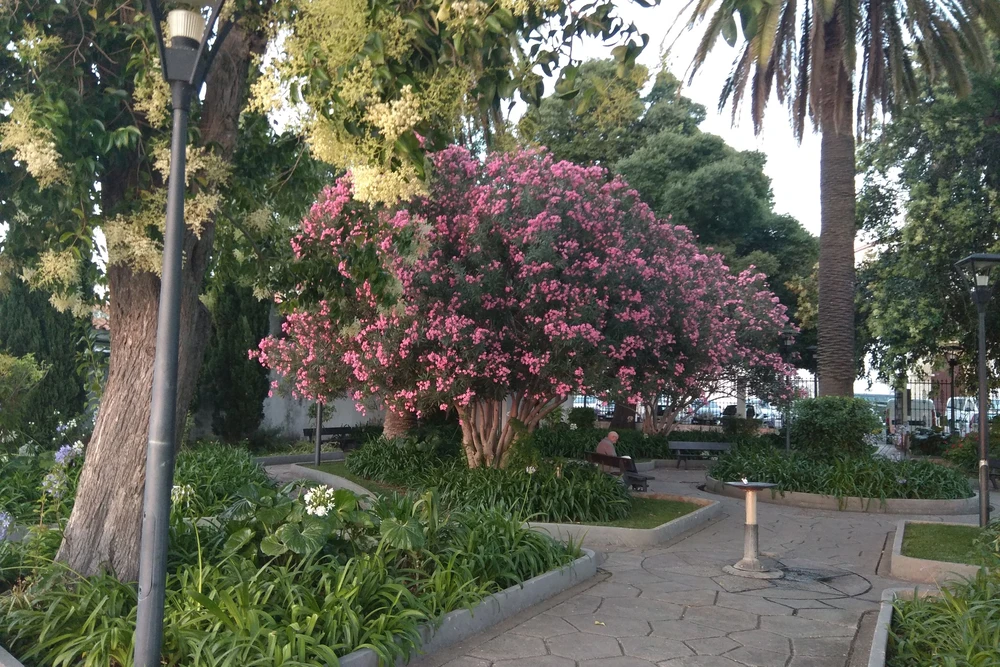 A lush garden scene in the Jardim dos Amuados in Loulé, featuring a beautiful flowering pink crape myrtle tree and stone pathways.