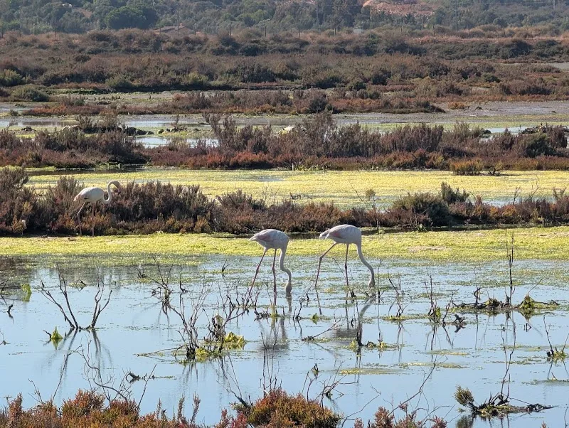 Área de observação de Flamingos