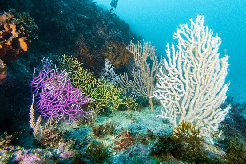 Dive Spot - Centro de Mergulho