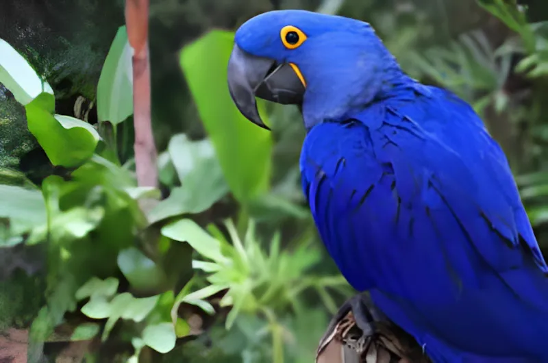 Nancy Forrester's Secret Garden