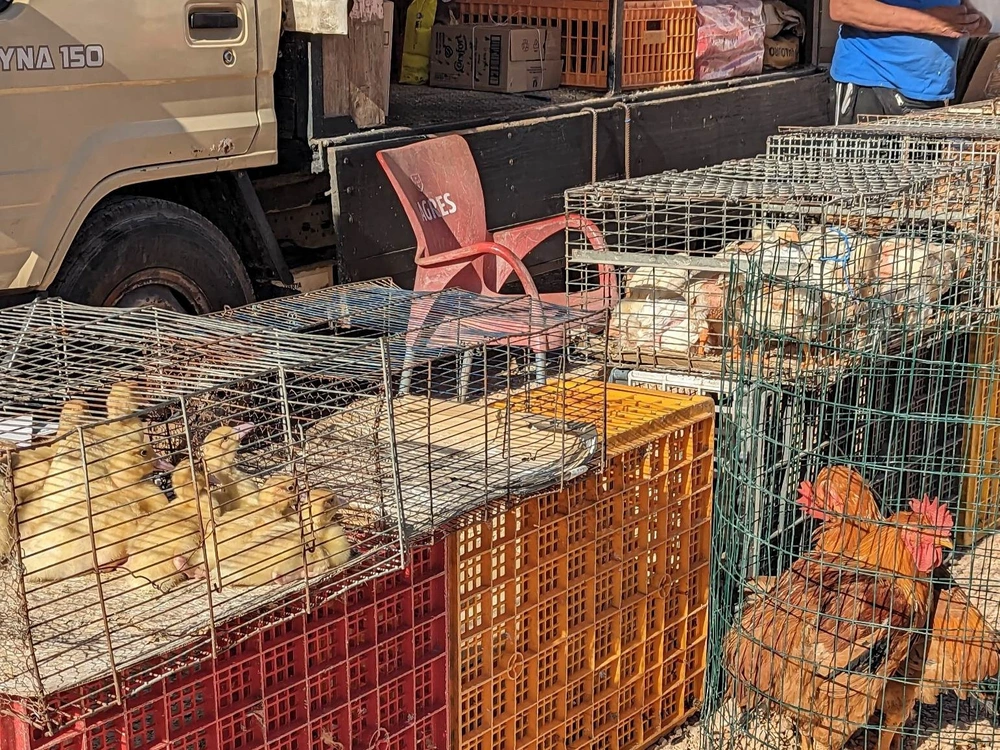Cages of chickens and ducklings for sale at the Feira de Velharias, the local flea market in Quarteira.
