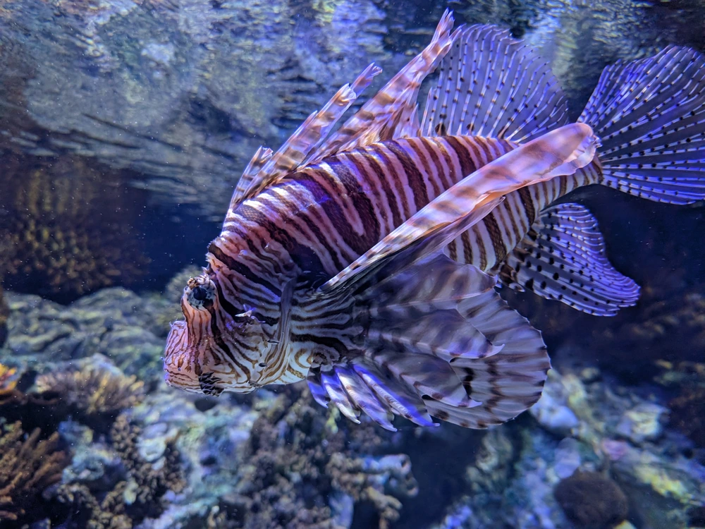 A close-up of a stunning, venomous lionfish with its distinctive brown and white stripes and fan-like fins, swimming in an exhibit at the Oceanário de Lisboa (Lisbon Aquarium).